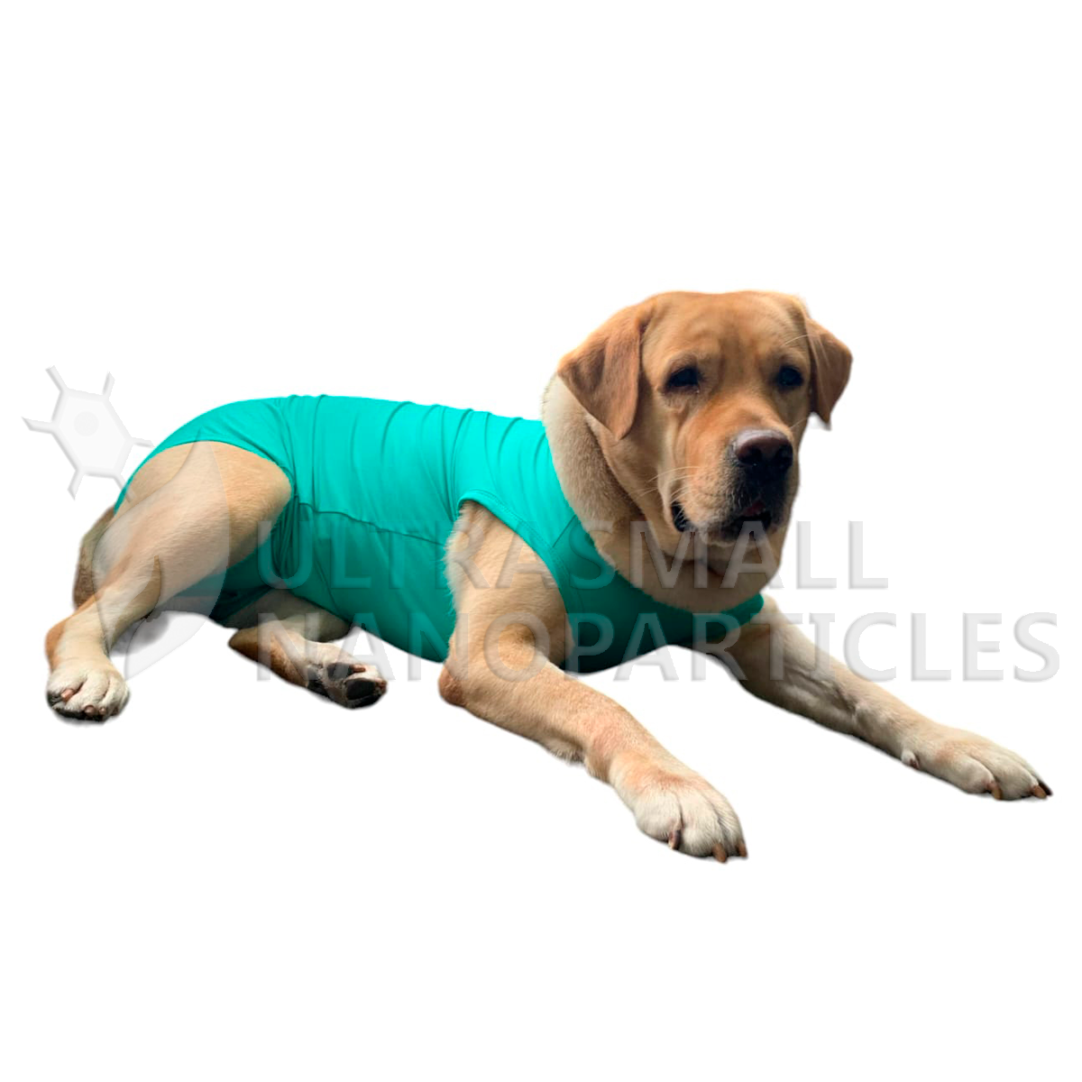 BODY LENGA - DOGS