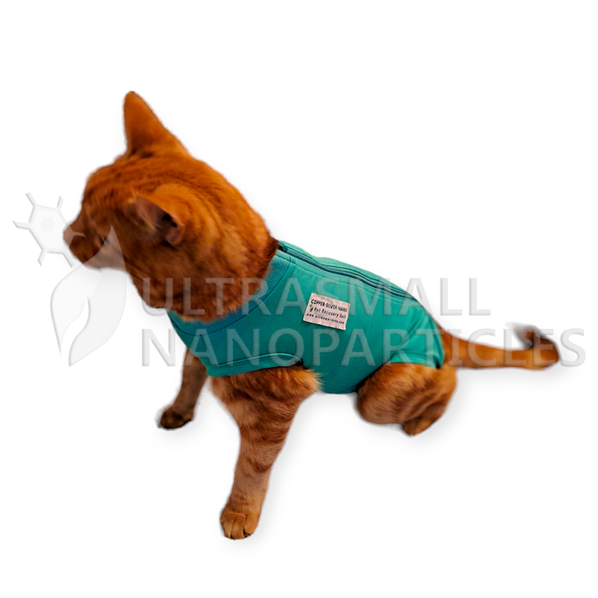BODY LENGA - CATS