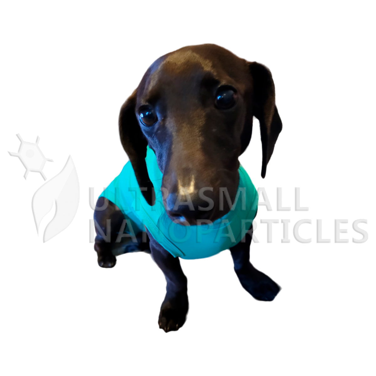 BODY LENGA - DOGS
